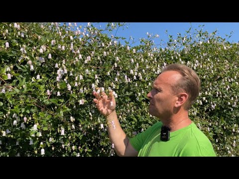 Eriline ja erkordne õitseja: kuljus-elulõng 'Kaiu'