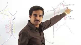 preview picture of video 'Anatomy of Pectoral region - part 3    Dr.G.Bhanu Prakash'