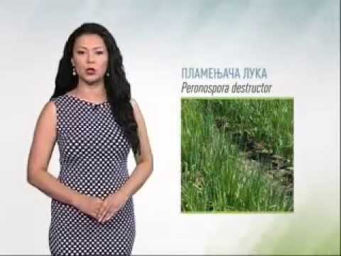 Zelena prognoza 12.6.2014. - Stanje u usevima luka