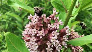 David Kilgour &amp; The Heavy Eights - Smoke you right out of here (Official Music Video)