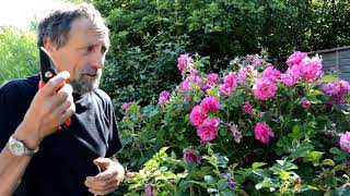 Some good repeat flowering shrub roses and tips on dead heading