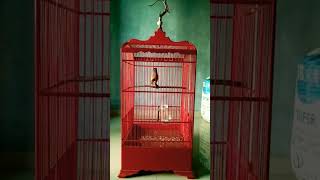 Download lagu AMARGEDON TERMEWAH SAJAGAT RAYA #cendetgacor #cendet mp3