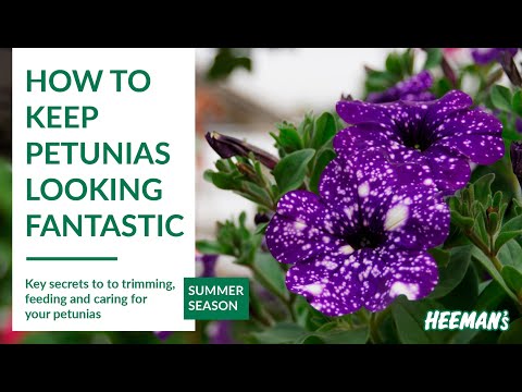 , title : 'How to Keep Petunias Looking Fantastic All Summer'