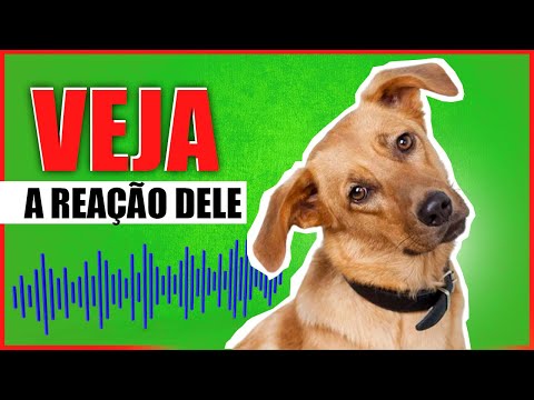 ESSES SONS FARÁ SEU CACHORRO LEVANTAR A ORELHA
