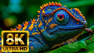 NATURE'S MOST BEAUTIFUL COLOR IN 8K – A Breathtaking Ultra HD Experience