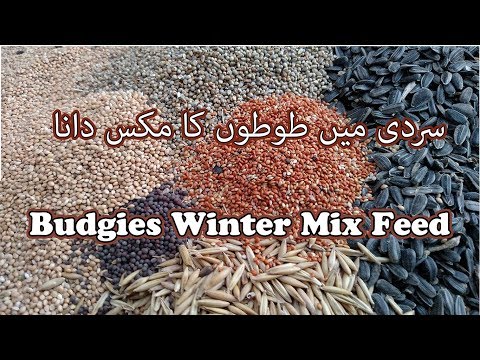 Bird Seed At Best Price In India