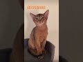 Abyssinian Cats 101: Care, Health & Play | The Ultimate Guide #Abyssinian #CatCare #PetLovers"