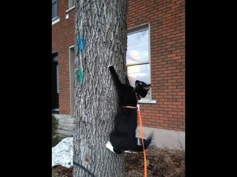 How to teach your cat how to get down a tree using clicker training