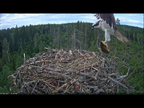 kalakotkas2 2017/07/08 18h21m ~Big fish by Ivo~