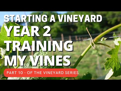 Starting a Vineyard PART 10 - Training second year vines along the trellis line.