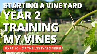 Starting a Vineyard PART 10 - Training second year vines along the trellis line.