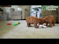Toy Poodle dogs for sale: Tufts - Video 1