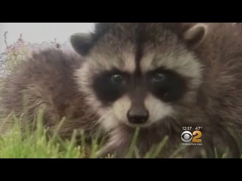 Parks Department To New Yorkers: Don't Feed The Animals