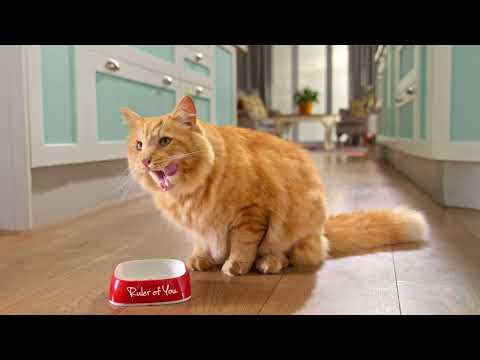 Give Your Feline Friend the Best: Pamper Cat Food for Happy and Healthy Cats!