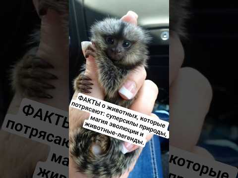 ФАКТЫ о животных, которые потрясают: суперсилы природы, магия эволюции и животные-легенды.#животные