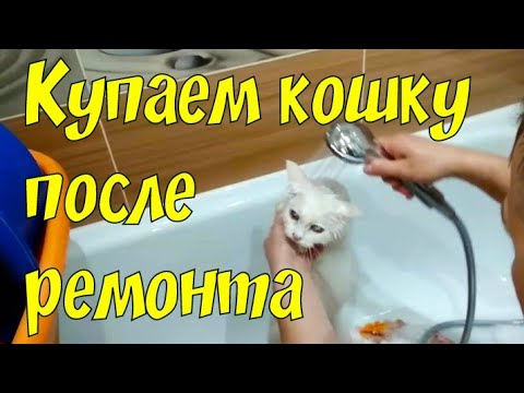 Купаем кошку в новой ванне