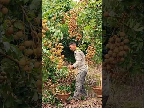Let's Harvest the Sweetest Longan #satisfying @HappyFarm85