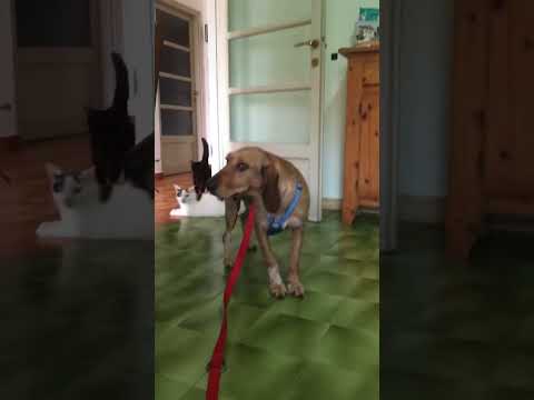 Video di JOY