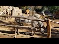 Grevys Zebra At San Diego Zoo