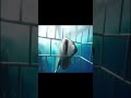 Shark Attacks Diver And Enters Cage