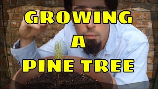 Growing a Pine Tree