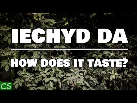 Iechyd Da Tasting - How does our Welsh Metheglin Mead taste?