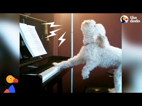download lagu mp3 mp4 Passion Dogs, download lagu Passion Dogs gratis, unduh video klip Passion Dogs