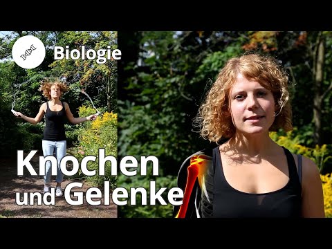 Knochen und Gelenke: Bau und Funktion – Biologie | Duden Learnattack