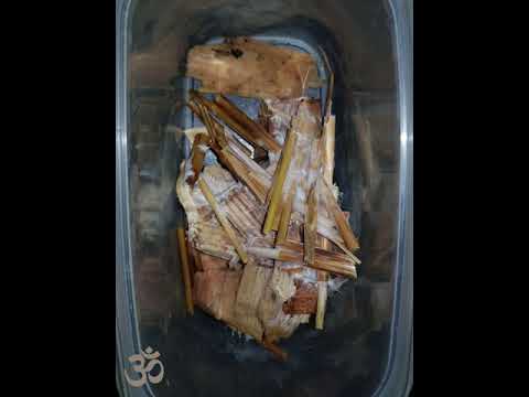 Psilocybe Azurescens  ☆Von MalzAgar direkt auf Holz☆  Teil VIII.