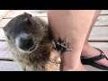 Groundhog Salt Lick