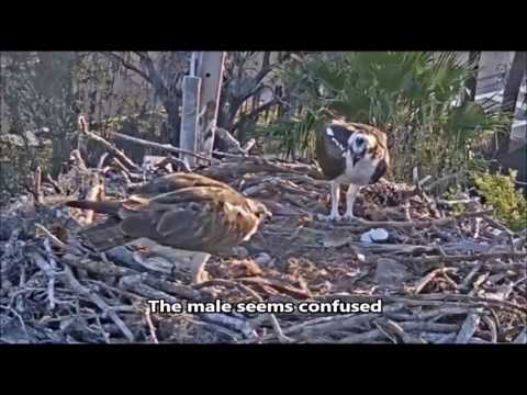 Achieva Osprey Cam ~ Flounder Back and Forth . . . Chick Not Fed, Mar 18, 2017