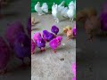 Cute Colourful Chicks Trending Chicken Birds Shorts