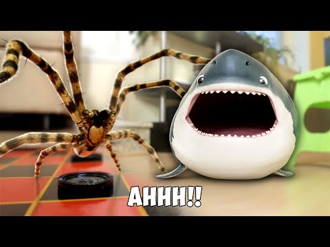 Baby Shark Meets a Giant Spider – The Most Unexpected Encounter!