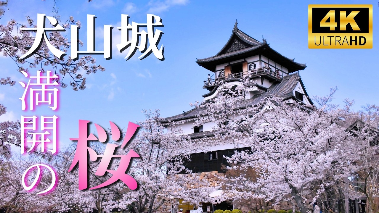 Japan’s Oldest Castle in Full Bloom 🌸 Inuyama Castle Sakura Experience