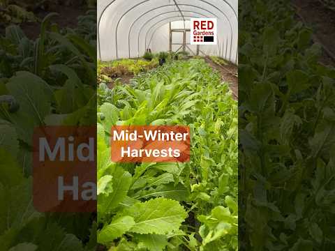 Irish Polytunnel: Mid-Winter Harvest Abundance