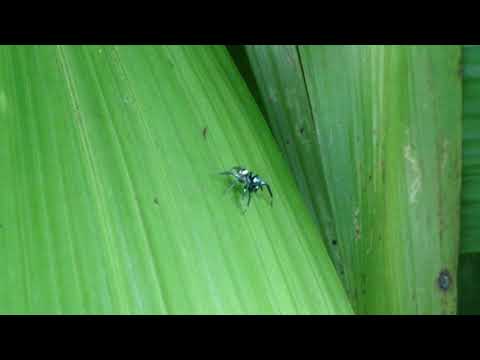 Alien Spy Robot? #alien #spider #robot #spy