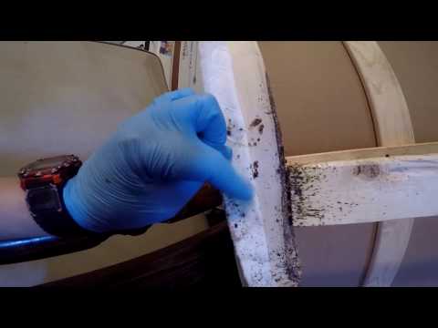 image-How long does the bed bug spray last?