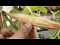How to creat chances of SEED POD on adenium plant &how to harvest & store seeds from seed pod.