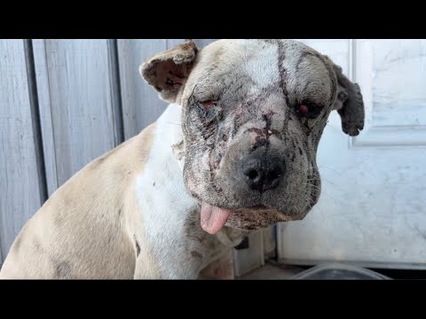 Rescue dog Jessie before recovery