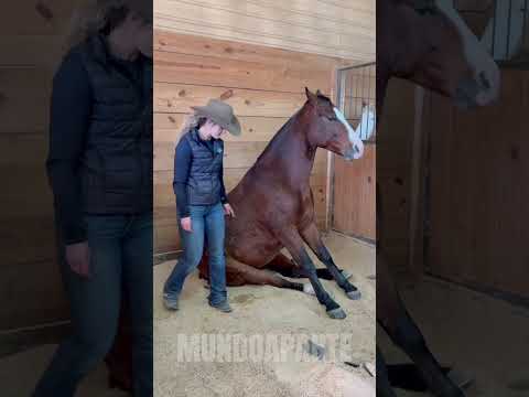 CAVALO. #bicho #animal #curiosidades #cavalo