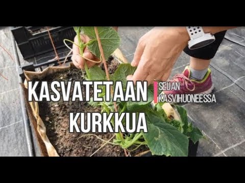 , title : 'Miten kasvatetaan kurkkua kasvihuoneessa'