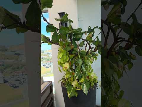 SAN JOSE COSTA RICA: TRANQUILIDAD Y TODO EN ORDEN"!