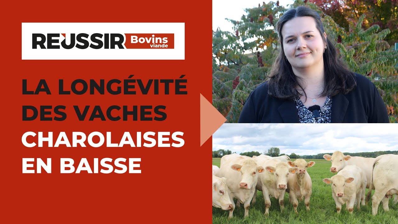 Baisse de la longévité des vaches charolaises : le Herdbook charolais créée un nouvel indicateur