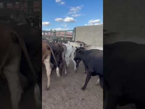 16 Garrotes: 1.850 reais cada em São Mamede/ Paraíba. Whatsapp 84 99810 2784* #gado