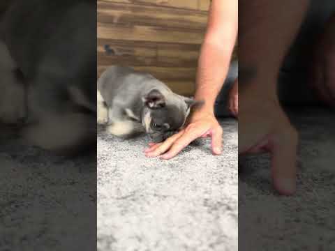 Video 5