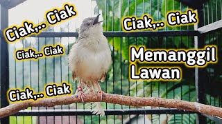 Download lagu Pancingan Cigun Bahan Agar Bunyi Langsung Ngebren Paling Ampuh mp3