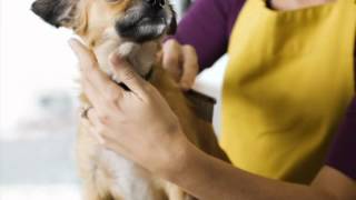 Classy Canine Pet Grooming