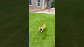Video preview image #1 Chihuahua Puppy For Sale in Holly Springs, NC, USA