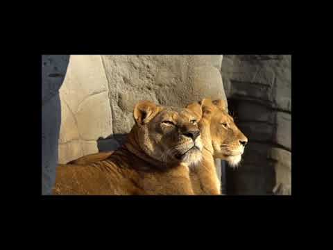 Daily Relaxation by nature #waterfalls #animals #birds #rain #relaxing beautiful music with Nature.