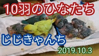 10羽の雛です🐣